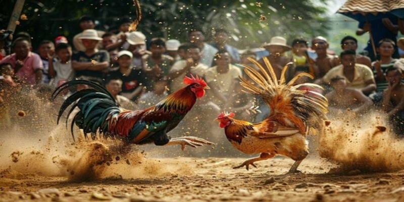 Các Lời Khuyên Hữu Ích Khi Chơi Đá Gà Eu88