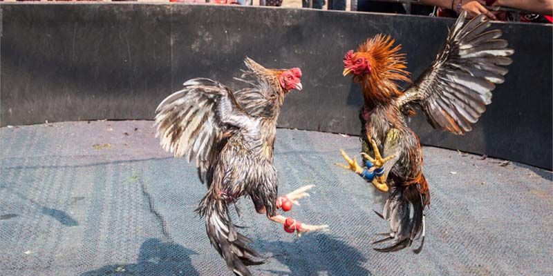 Những Lời Khuyên Chọn Gà Đá Tốt Nhất